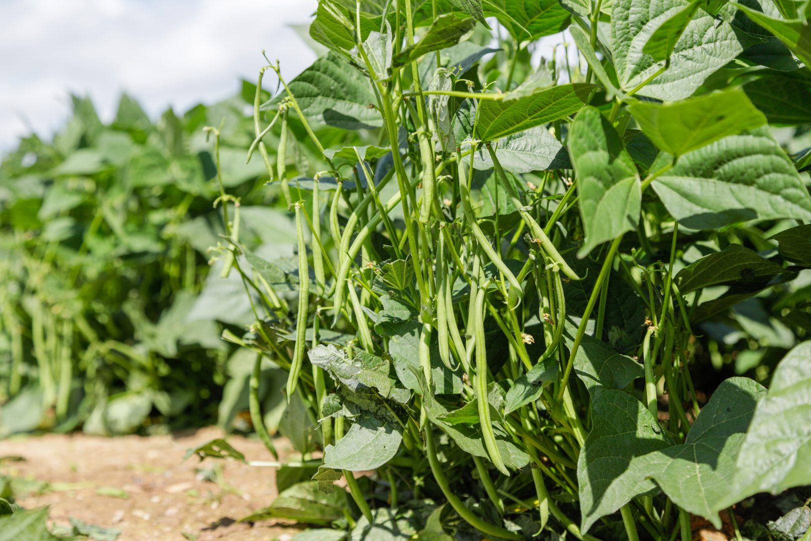 Le petit pois est le premier légume industrie bio, avec 43 % des surfaces.©Paysan Breton